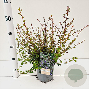 Ceratostigma griffithii 25-30 cm 2,5L