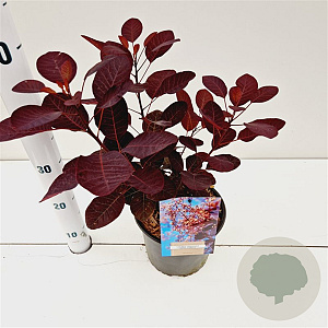 Cotinus cog. 'Royal Purple' 30-40 cm 3,0L