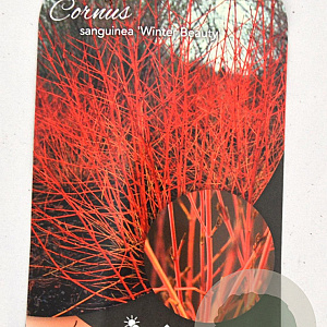 Cornus sang. 'Winter Beauty' 40-60 cm 5,0L