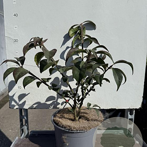 Euonymus alat. 'Compactus' 25-30 cm 3,0L