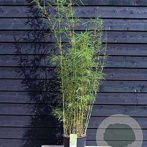 Fargesia robusta 'Campbell' 175-200 cm 20L