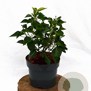 Hedera hel. 'Arborescens' 30-40 cm 3,0L