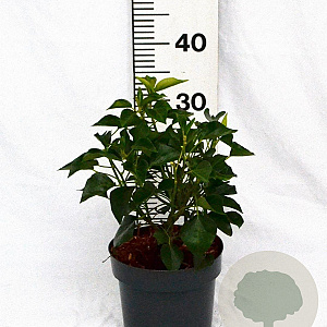 Hedera hel. 'Arborescens' 30-40 cm 3,0L