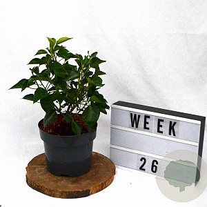 Hedera hel. 'Arborescens' 30-40 cm 3,0L