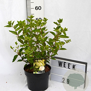 Hydrangea pan. 'Grandiflora' 40-60 cm 5,0L