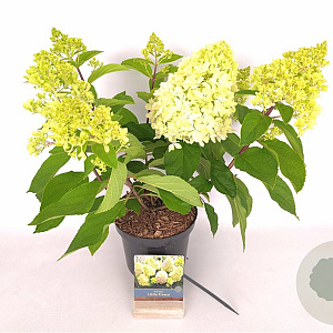 Hydrangea pan. Little Fresco 30-40 cm 3,0L