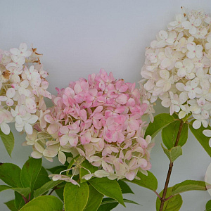 Hydrangea pan. 'Limelight' 30-40 cm 3,0L