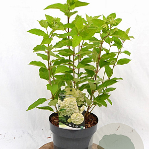 Hydrangea pan. 'Limelight' 30-40 cm 3,0L