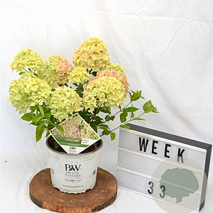 Hydrangea pan. Little Lime 30-40 cm 3,0L