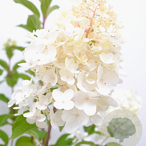 Hydrangea pan. 'Silver Dollar' 30-40 cm 3,0L