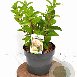 Hydrangea pan. 'Silver Dollar' 30-40 cm 3,0L