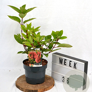 Hydrangea pan. 'Wim's Red' 40-60 cm 3,0L