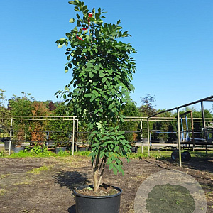 Maackia amurensis 100-125 cm 20L