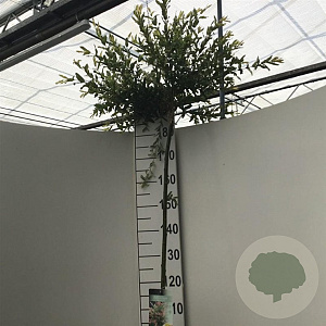 Salix integra 'Hakuro-nishiki' 180 cm stam 10L