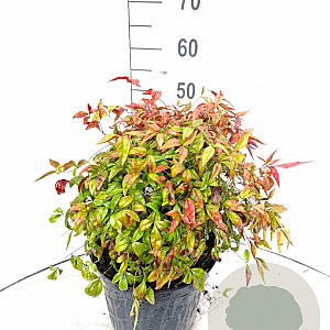 Nandina d. 'Firepower' 30-40 cm 10L