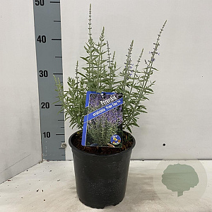 Perovskia atripl. 'Prime Time' 20-25 cm 2,0L