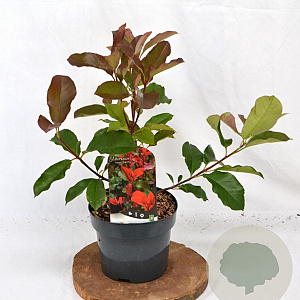 Photinia fraseri 'Camilvy' 40-50 cm 3,0L
