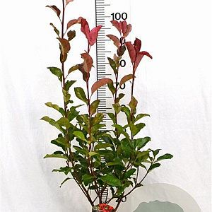 Photinia fraseri 'Camilvy' 40-60 cm 5,0L