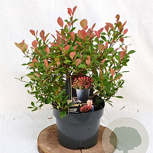 Photinia fraseri 'Little Fenna' 30-40 cm 3,0L