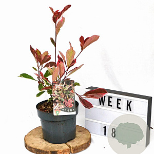 Photinia fraseri Louise 30-40 cm 3,0L