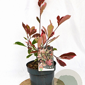 Photinia fraseri Louise 30-40 cm 3,0L