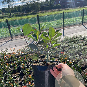 Photinia fraseri 'Red Robin' 40-50 cm 3,0L