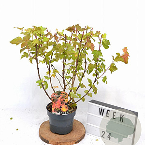 Physocarpus opulif. Magic Ball 30-50 cm 3,0L