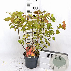 Physocarpus opulif. Magic Ball 30-50 cm 3,0L
