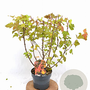 Physocarpus opulif. Magic Ball 30-50 cm 3,0L
