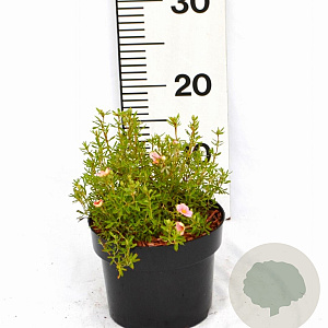 Potentilla f. 'Pretty Polly' 20-25 cm 2,0L