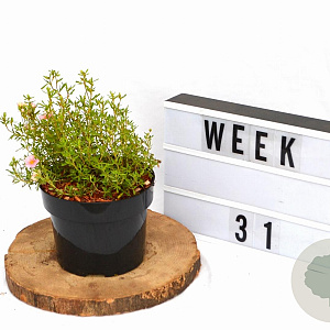 Potentilla f. 'Pretty Polly' 20-25 cm 2,0L