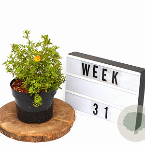 Potentilla f. 'Tangerine' 20-25 cm 2,0L