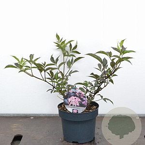 Sambucus nigra Black Beauty 30-40 cm 3,0L