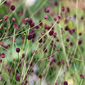 Sanguisorba o. Morning Select GM P9