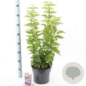 Syringa v. 'Michel Buchner' 40-50 cm 5,0L