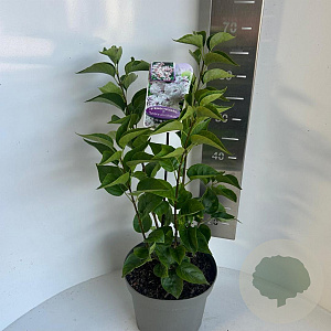 Syringa vulgaris 50-60 cm 5,0L