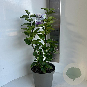 Syringa vulgaris 50-60 cm 5,0L