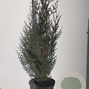 Thuja pl. 'Atrovirens' 80-100 cm 5,0L