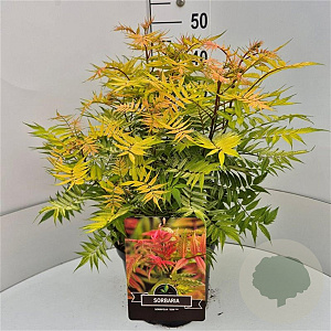 Sorbaria sorbif. 'Sem' 40-50 cm 10L