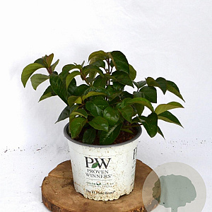 Viburnum Shiny Dancer 30-40 cm 3,0L