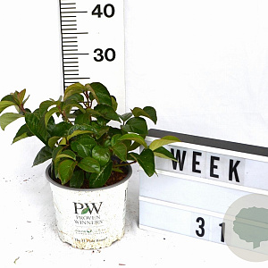 Viburnum Shiny Dancer 30-40 cm 3,0L