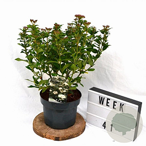 Viburnum tinus 40-60 cm 5,0L
