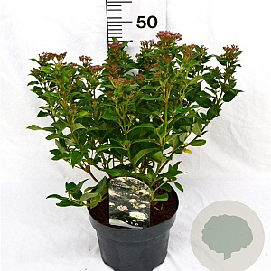 Viburnum tinus 40-60 cm 5,0L