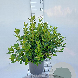 Viburnum tinus 40-60 cm 5,0L