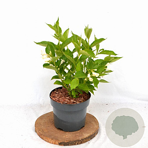 Weigela 'Bristol Snowflake' 30-40 cm 3,0L