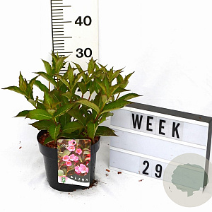 Weigela 'Minuet' 30-40 cm 3,0L