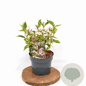 Weigela 'Nana Variegata' 30-40 cm 3,0L