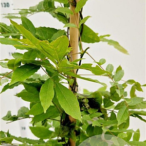 Wisteria sinensis 175-200 cm 5,0L