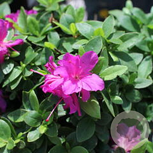 Azalea (J) 'Violetta' 20-25 cm 2,0L