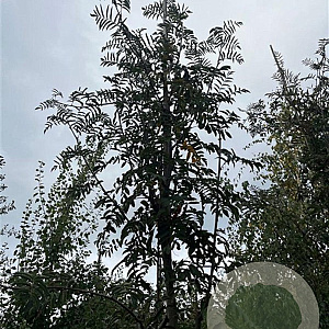 Sorbus aucuparia 14-16 HO draadkluit